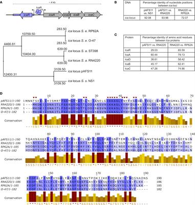 Plasmid-Chromosome Crosstalk in Staphylococcus aureus: A Horizontally Acquired Transcription Regulator Controls Polysaccharide Intercellular Adhesin-Mediated Biofilm Formation